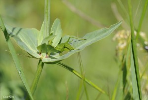 Camouflage vert