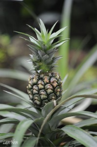 Un tout petit ananas...