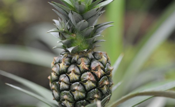 Un tout petit ananas...