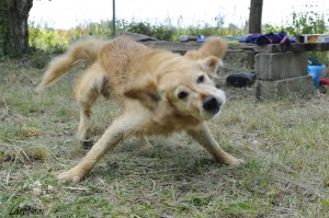 Cartouche, le golden retriever