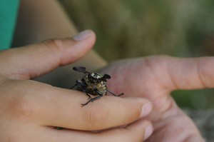 Polyphylla fullo