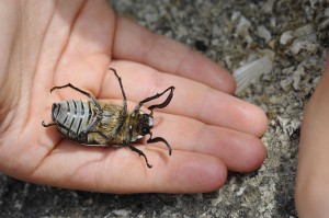 Polyphylla fullo