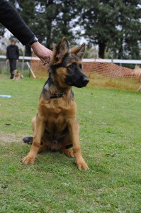 Au club canin orangeois