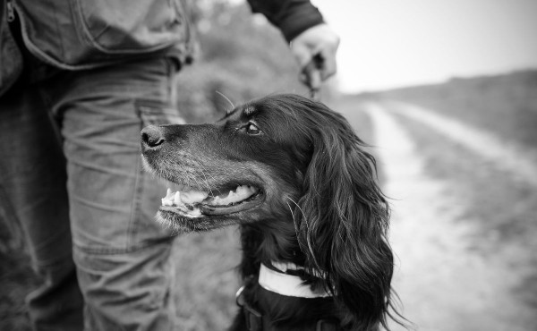 Firsty, setter, dernière concurrente