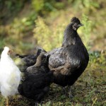 Poule Noire, maman de dix poussins