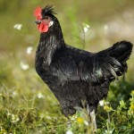 Coq en pâte, autrement nommé Mollet de coq ou Poulet