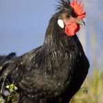 Coq en pâte, autrement nommé Mollet de coq ou Poulet