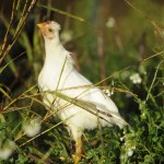 L'un de mes petits coq à placer