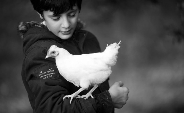 Johan fauconnier chez les poules