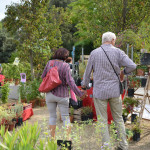 jardin d'automne