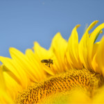 Premiers tournesols, les abeilles du voisin en profitent