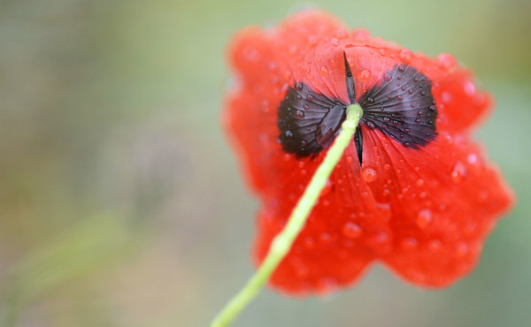 Coquelicot sauvage