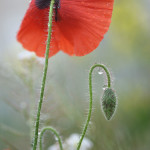 Les coquelicots sous la pluie