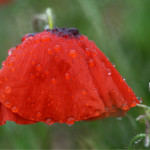 Les coquelicots sous la pluie