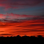 LMN_0657